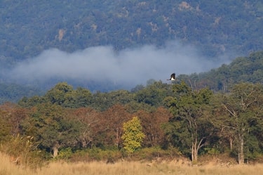 Jim Corbett National Park