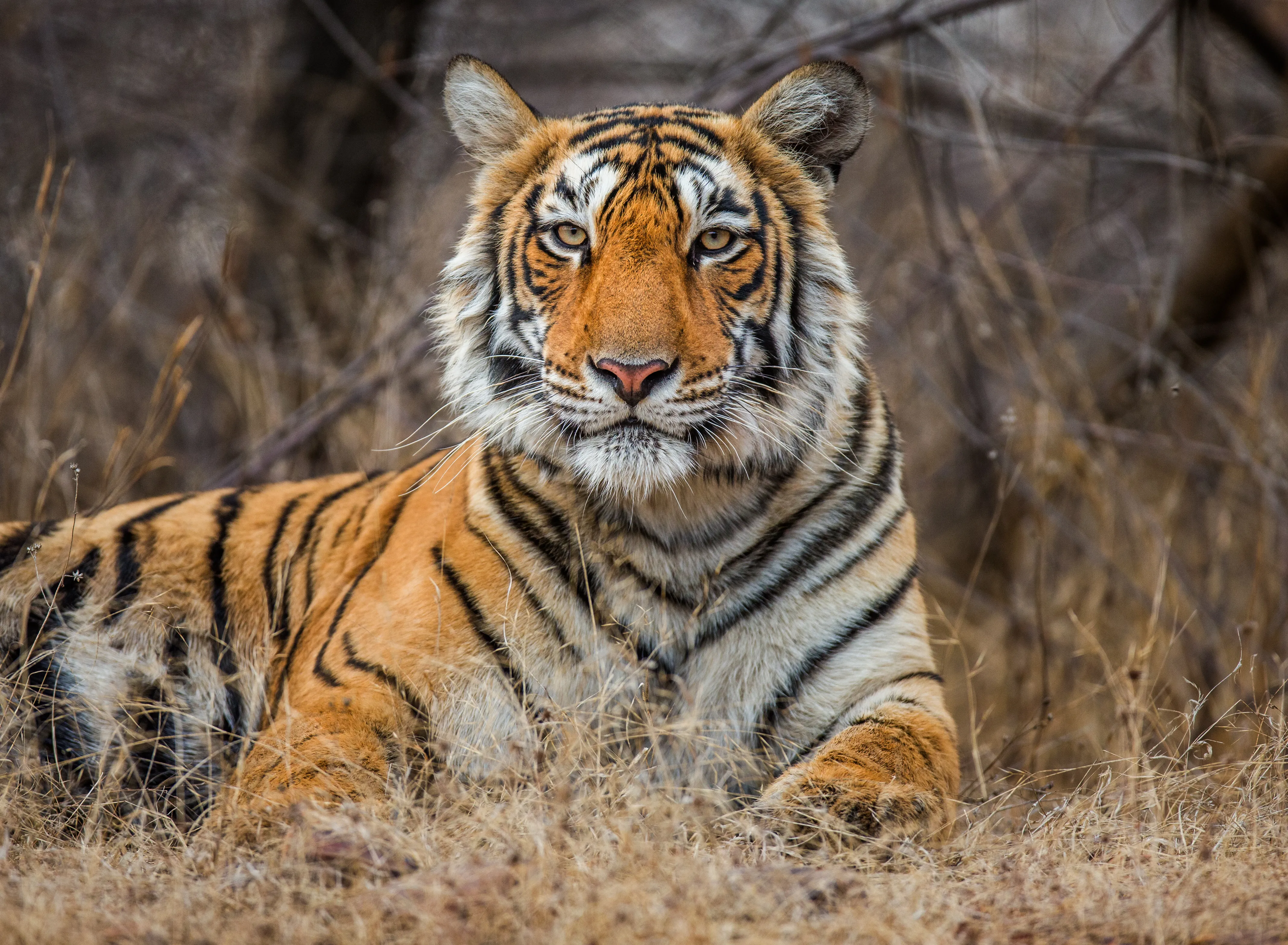 Jim Corbett Tour Package