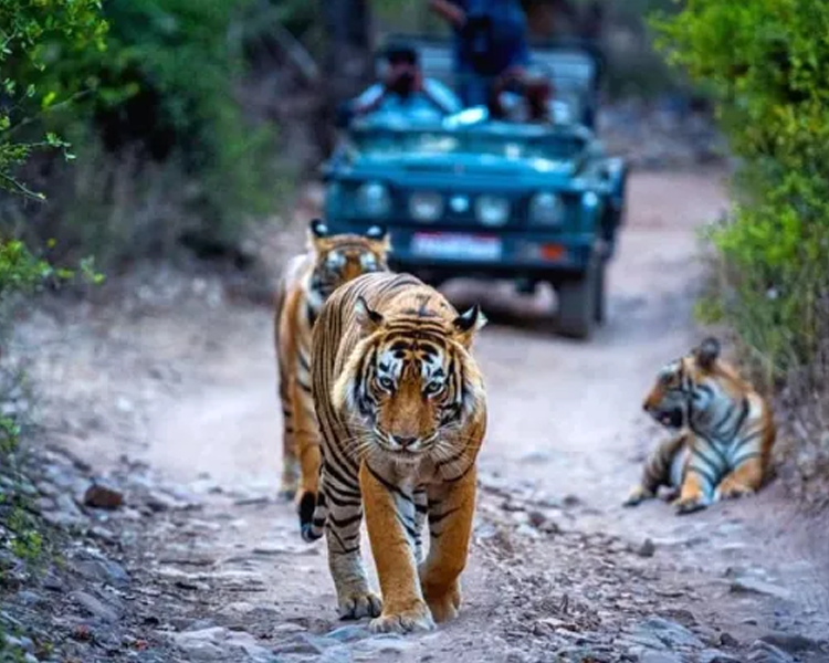 Golden Triangle Tour With Ranthambore