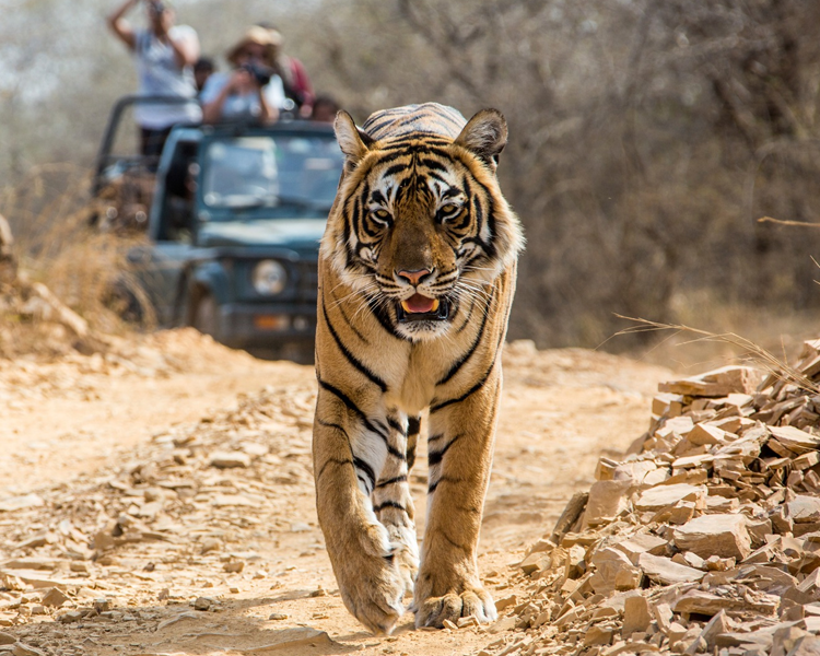 BANDHAVGARH NATIONAL PARK