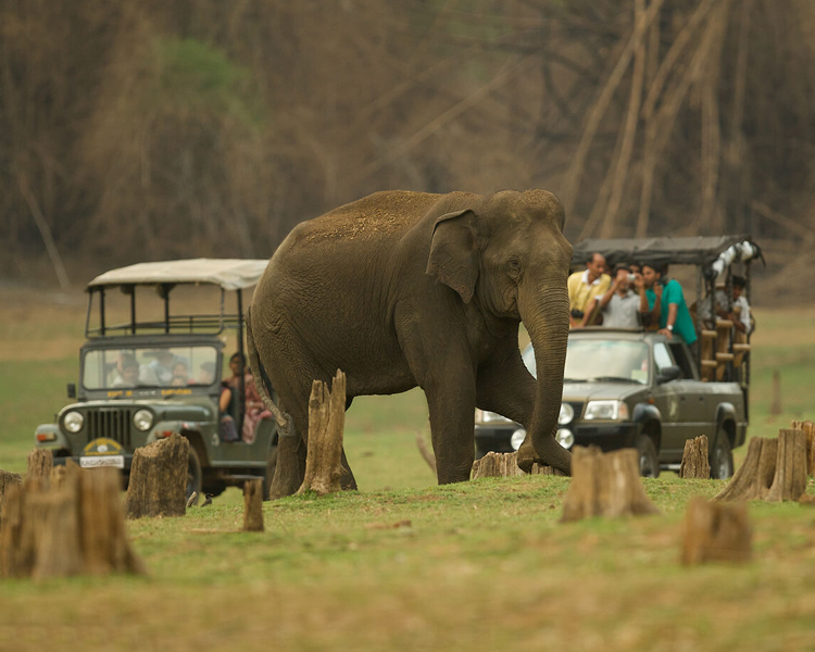 BANDIPUR NATIONAL PARK WILDLIFE TOUR
