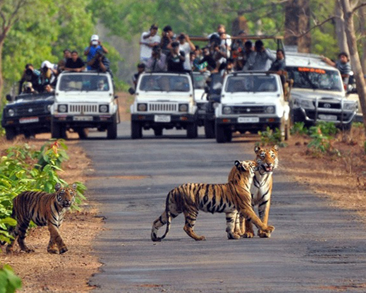 JIM CORBETT TOUR PACKAGE