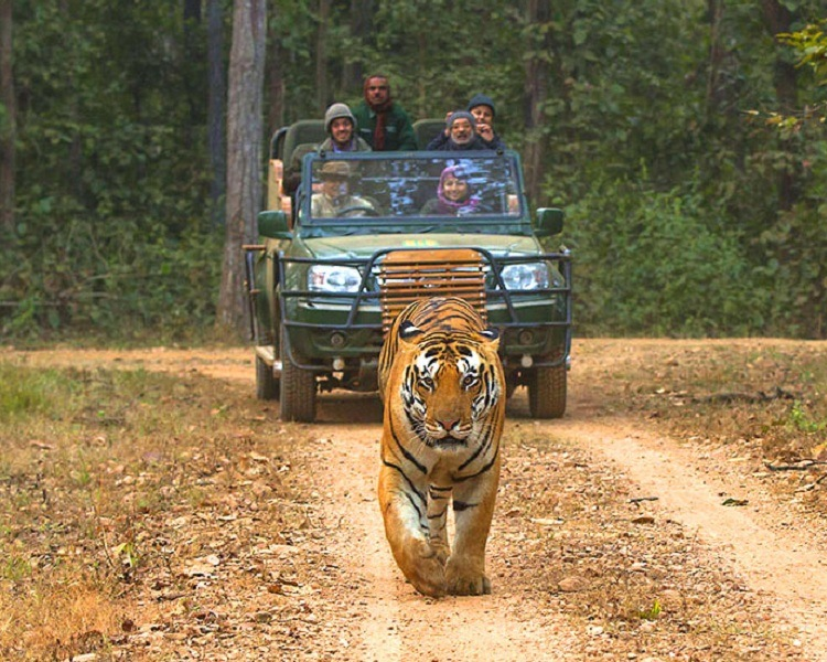 TOUR TO KANHA NATIONAL PARK