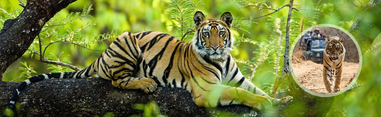 Bandhavgarh National Park