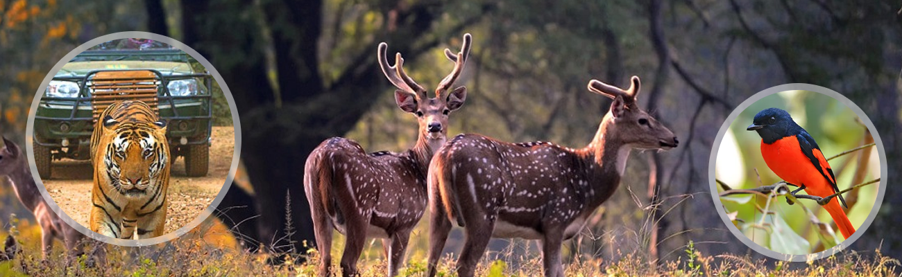 Tour to Kanha National Park