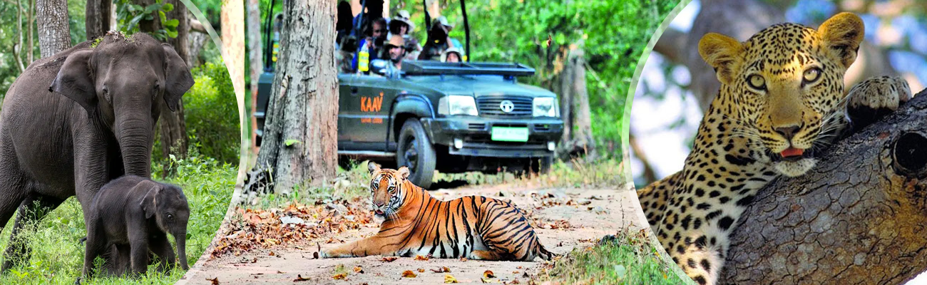 Nagarhole Wildlife Tour