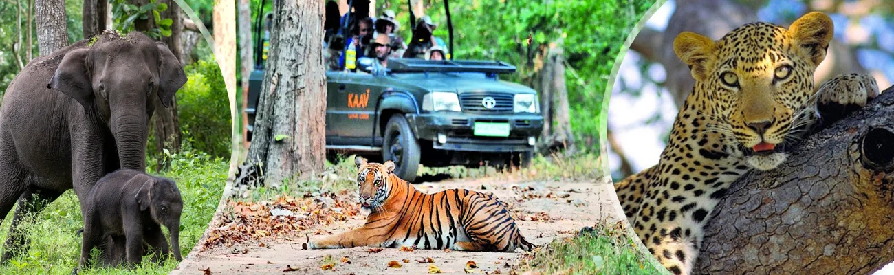 Nagarhole Wildlife Tour