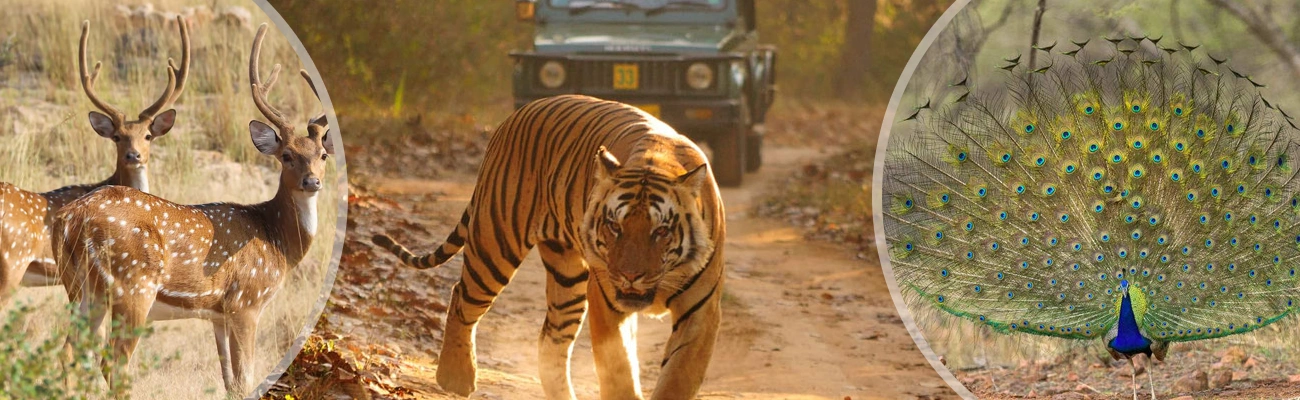 Same Day Jaipur Ranthambore Tour