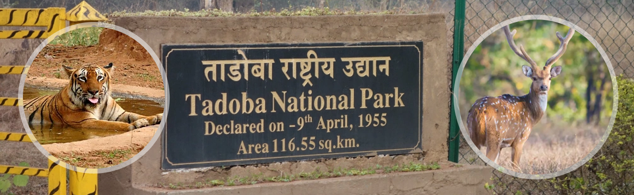 Tadoba with Nagzira National Park